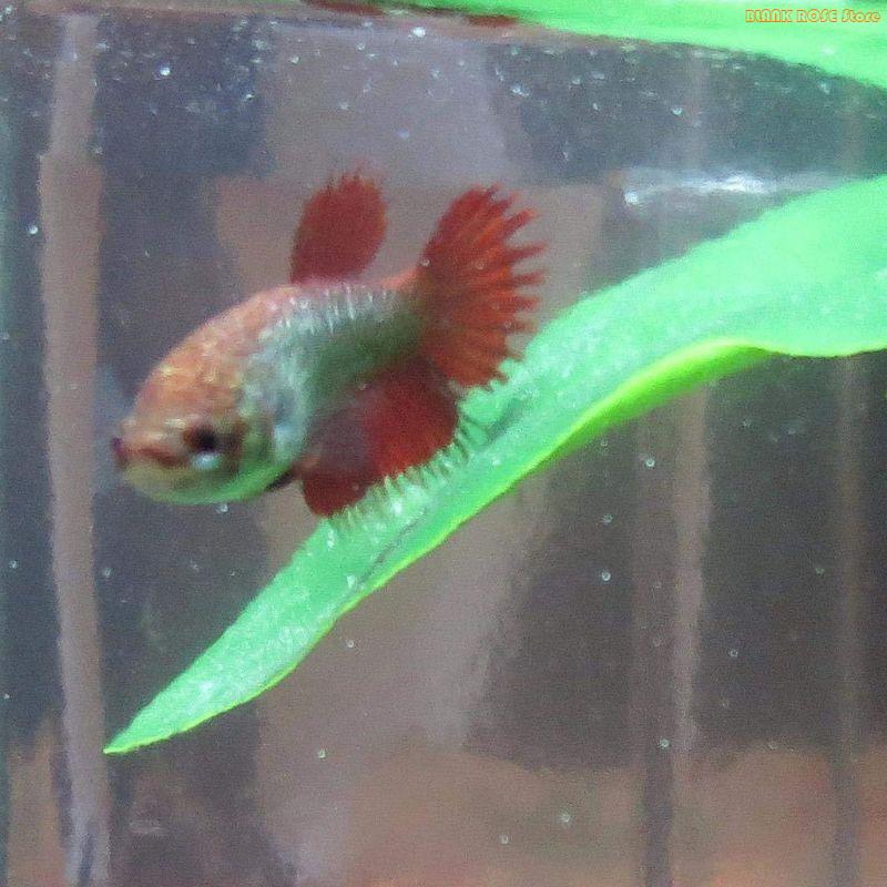 Aquarium Fish Beautiful - K1AE Acquari Decorazione vegetale Pelle artificiale