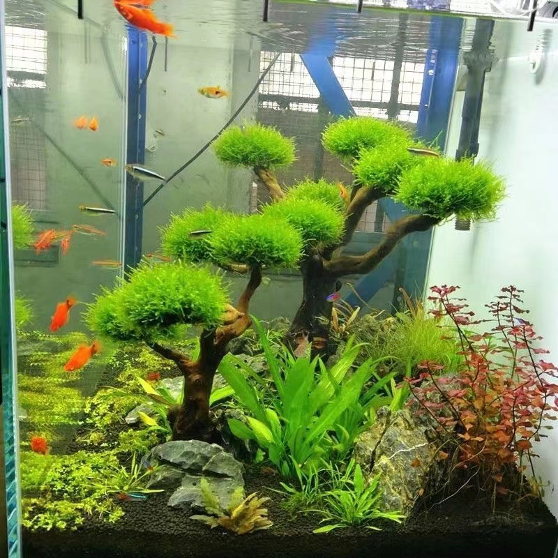 Aquarium Fish Green - Acquario verde cornice in legno piantare