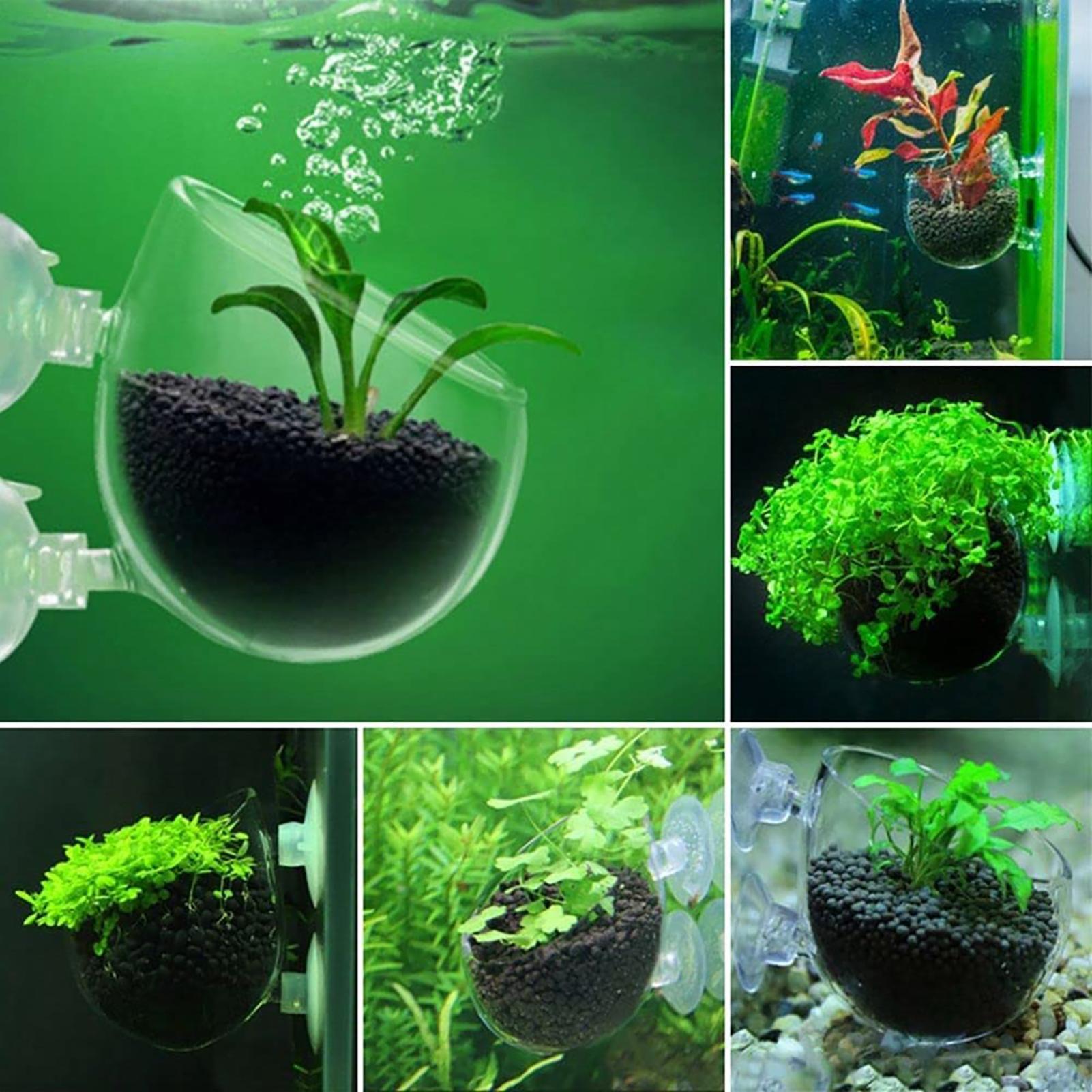Vaso per piante acquatiche in  - Aquarium Fish Beautiful recensione e prezzo