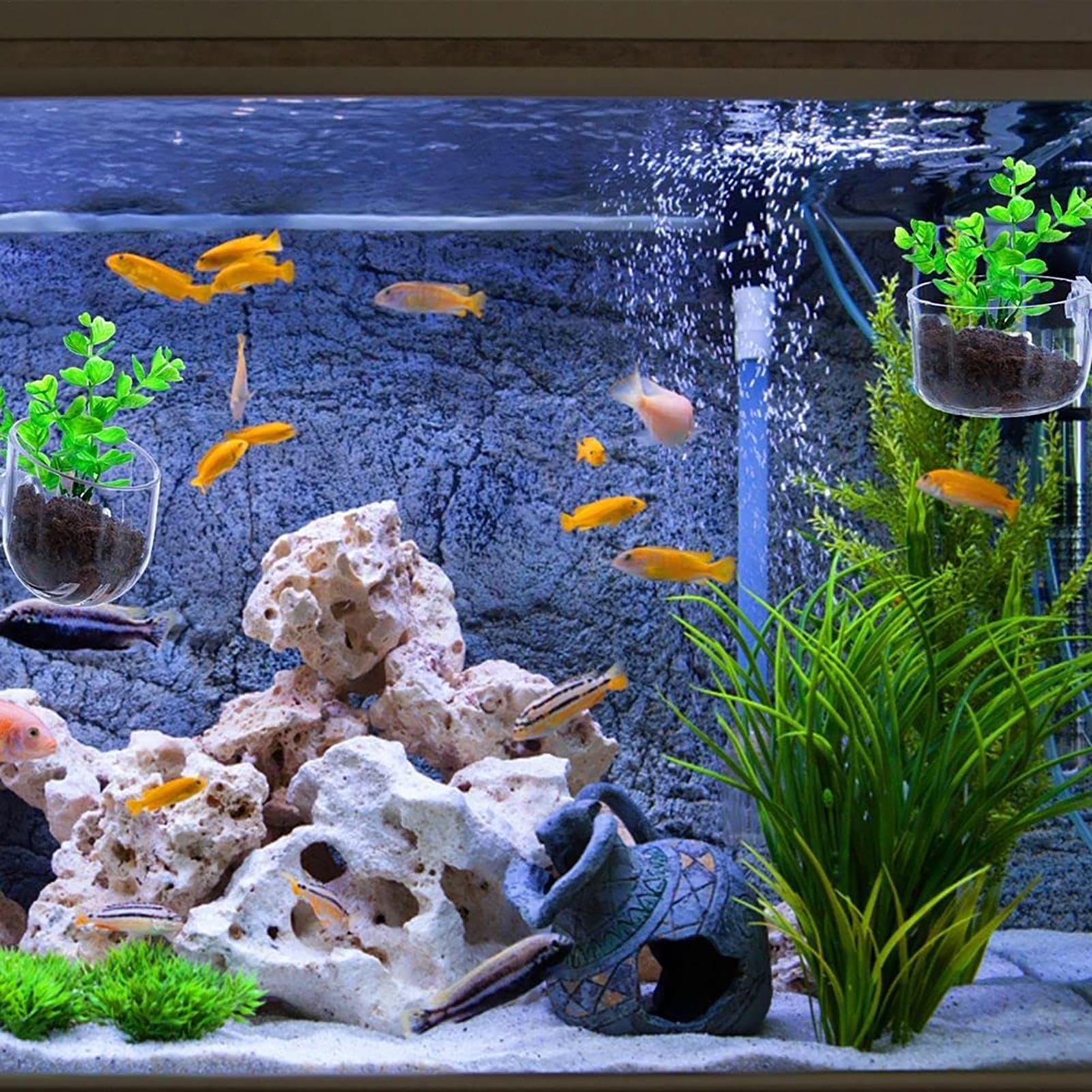 Vasi per piante acquatiche in  - Aquarium Fish Beautiful recensione e prezzo