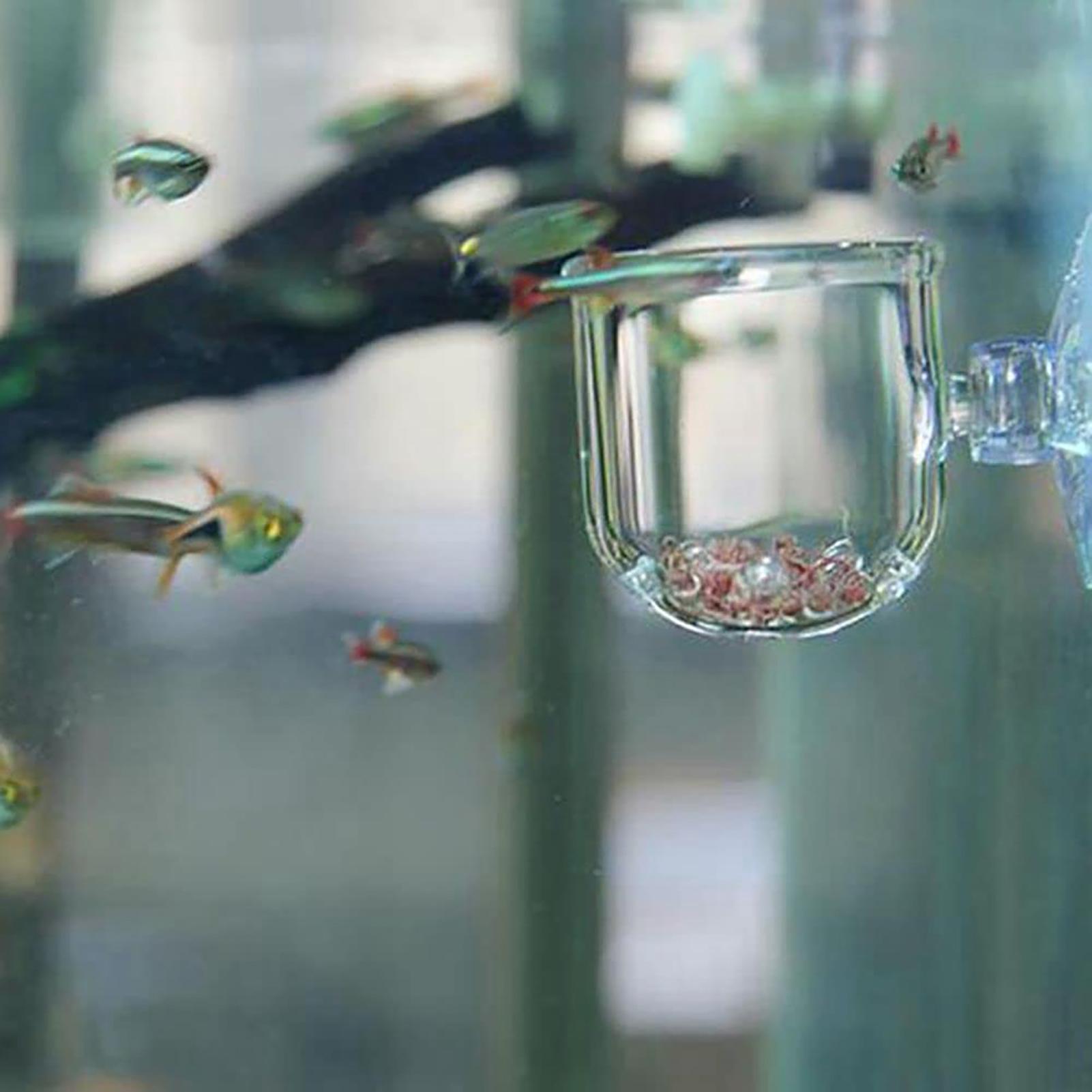 Vasi per piante acquatiche in  - Aquarium Fish Beautiful recensione e prezzo