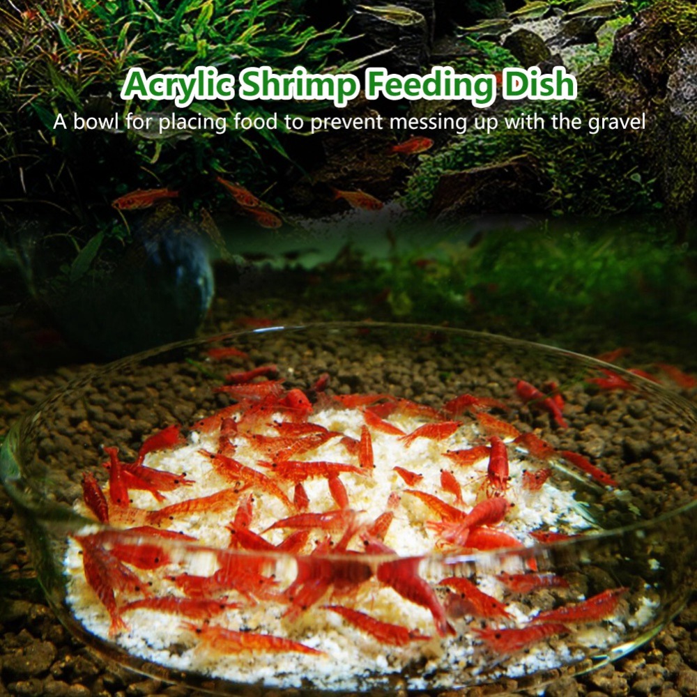 Ciotola per Alimentazione Gamb - Aquarium Fish Beautiful recensione e prezzo