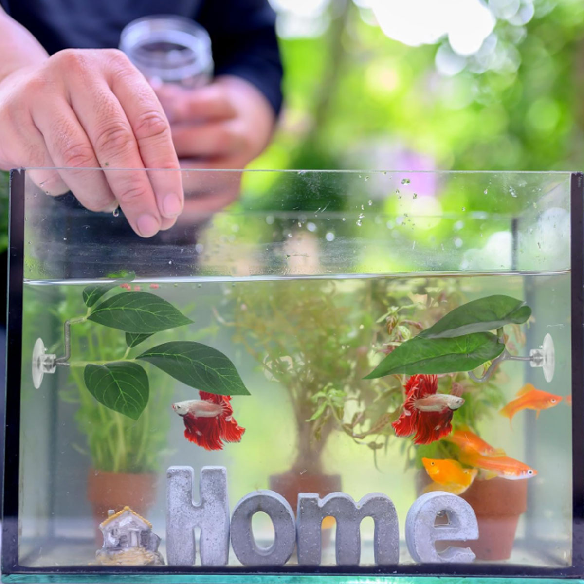 1 Amaca per Pesci Betta, Decor - Aquarium Fish Enrichment recensione e prezzo