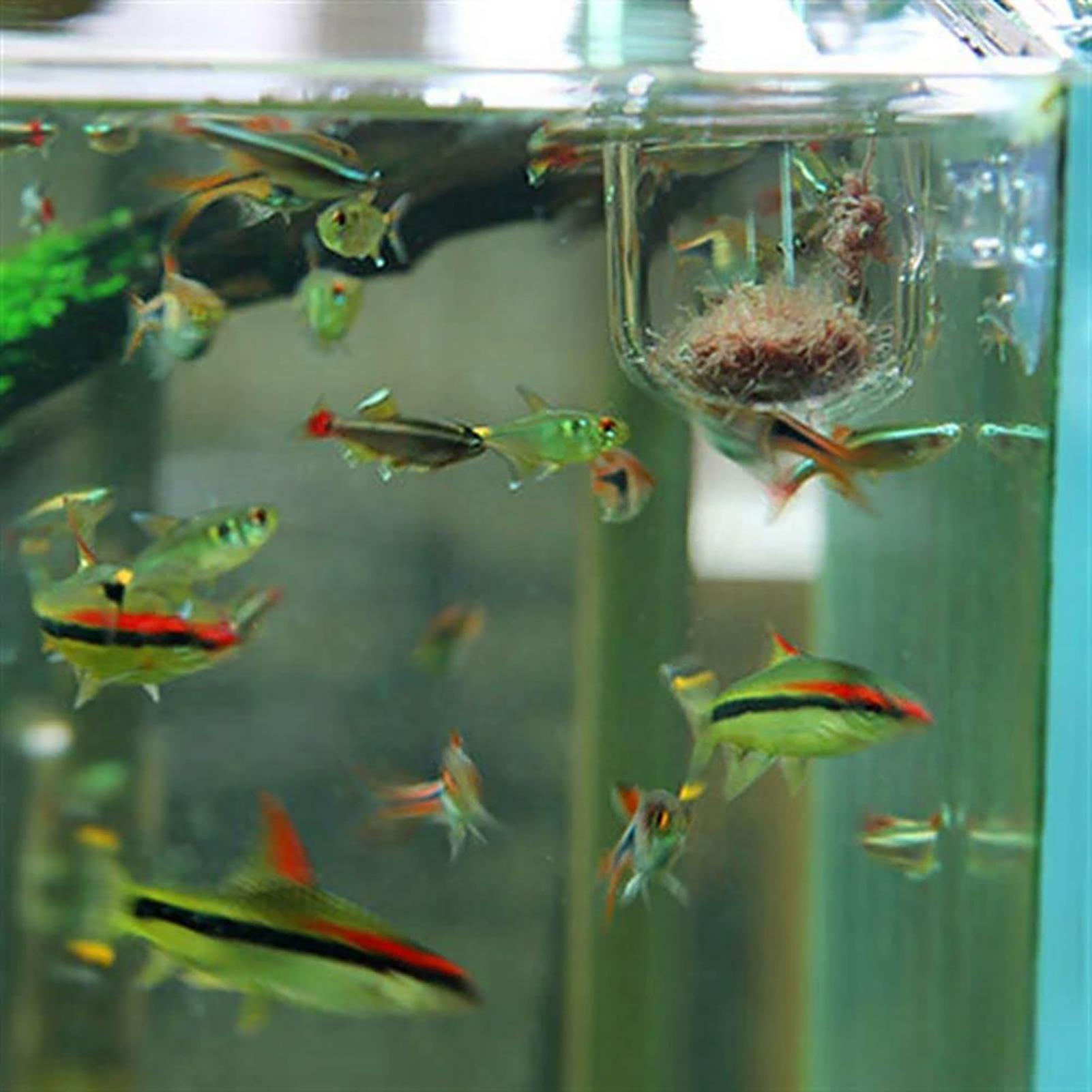 Supporto per Piante per Acquar - Aquarium Fish Beautiful recensione e prezzo