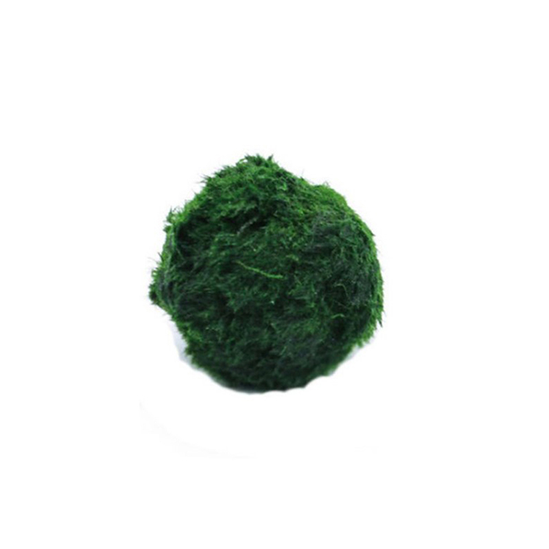 Marimo Moss Balls Live Aquariu - Aquarium Fish Green recensione e prezzo