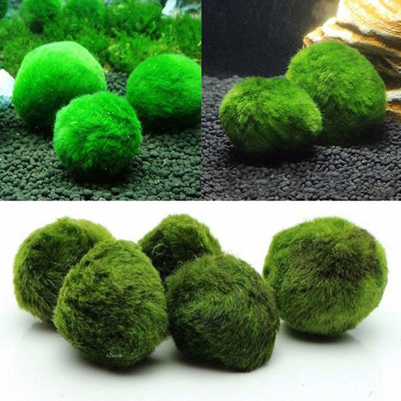 Marimo Moss Balls Live Aquariu - Aquarium Fish Green recensione e prezzo