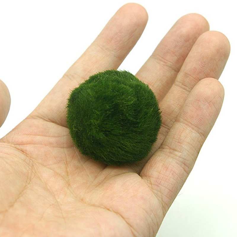 Marimo Moss Balls Live Aquariu - Aquarium Fish Green recensione e prezzo