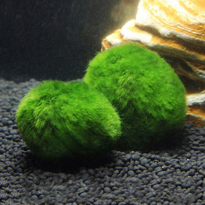 Marimo Moss Balls Live Aquariu - Aquarium Fish Green recensione e prezzo