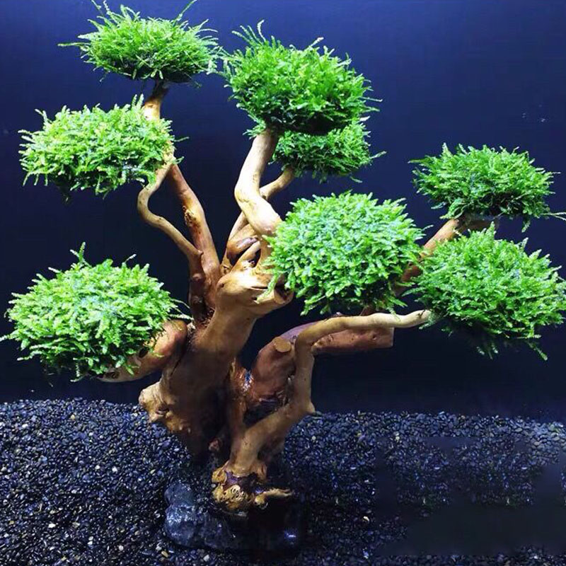 Acquario verde cornice in legn - Aquarium Fish Green recensione e prezzo