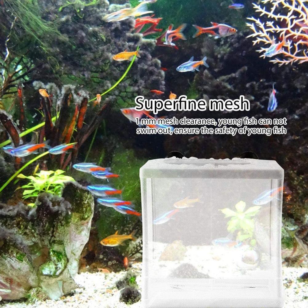 Scatola isolante per incubazio - Aquarium Fish Trap recensione e prezzo