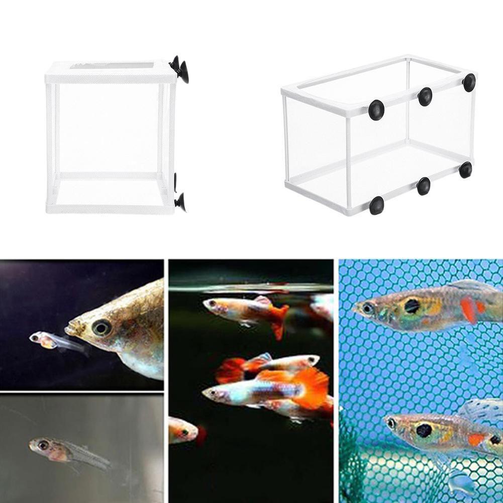 Scatola isolante per incubazio - Aquarium Fish Trap recensione e prezzo